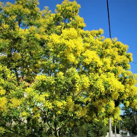 Mer A 200M,,Ds Les Mimosas En Fleur ! Holiday home *